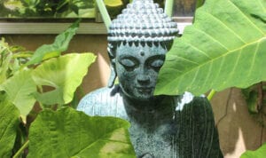 Lutherville Acupuncture Wellness Garden